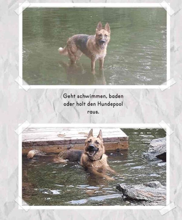 Nasser Schäferhund im Wasser